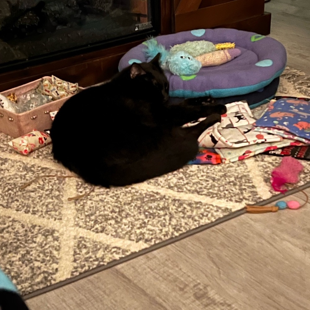 Stevie, Mommy’s Closet Supervisor
